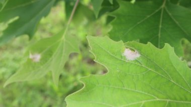 Yeşil bir uçağın ağaç dalındaki beyaz noktalar. Yazın hastalıklı uçak ağacı 