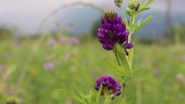現場で美しい紫色のアルファルファの花 夏に開花するメディカゴサティバ栽培 — ストック動画