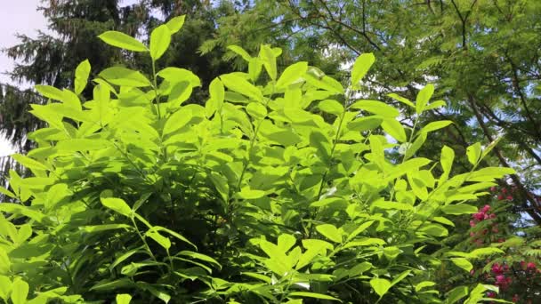 Νεαρά Φρέσκα Πράσινα Φύλλα Από Θάμνο Κερασιάς Που Φυτρώνουν Την — Αρχείο Βίντεο