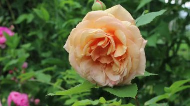 Pembe somon İngiliz gülü baharda bahçede çiçek açtı. 