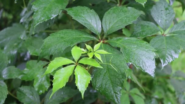 Virginia Planta Enredadera Bajo Lluvia Primavera Jardín Viña Trepadora Verde — Vídeos de Stock