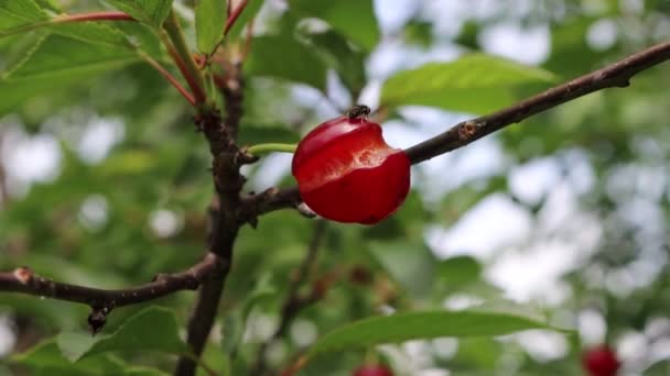在果园里 枝头上有腐烂的红葡萄酒樱桃 因天气恶劣而受损的瓜果 — 图库视频影像