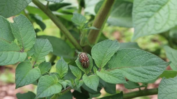 Colorado Beetles Mating Green Potato Leaf Vegetable Garden Leptinotarsa Decemlineata — Stock Video
