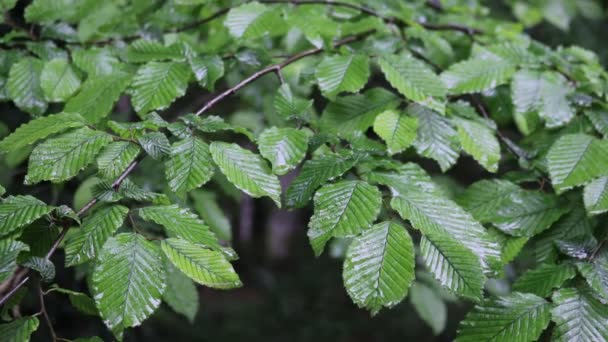 Europäische Oder Gemeine Hainbuche Grüne Blätter Die Von Regentropfen Bedeckt — Stockvideo