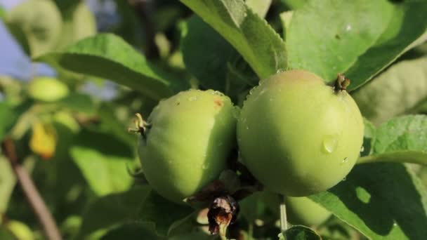 雨の後 果樹園の木の枝で成長する小さな緑のリンゴのクローズアップ マルス ドメスティカ — ストック動画