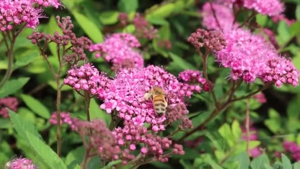 Abeja Miel Recogiendo Néctar Una Flor Rosa Spirea Rama Apis — Vídeos de Stock