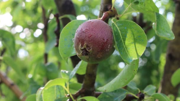 雨の後の春に果樹園の雨滴に覆われた枝に熟していない梨の実 — ストック動画