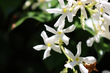 Bahçenin arka planında beyaz dağcı Yıldız Yasemin çiçeklerine yakın plan. Trakeospermum yaseminoidler çiçek açtı.
