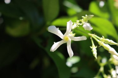 Bahçenin arka planında beyaz dağcı Yıldız Yasemin çiçeklerine yakın plan. Trakeospermum yaseminoidler çiçek açtı.
