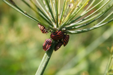 Graphosoma lineatum italicum böcekler. Yazın siyah çizgili İtalyan kırmızı kalkan böceği