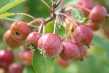 Güneşli bir günde meyve bahçesinin dalında küçük kırmızı elmalar seçici bir odak ile