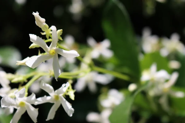 Close Alpinista Branco Star Jasmin Flores Fundo Escuro Jardim Trachelospermum — Fotografia de Stock