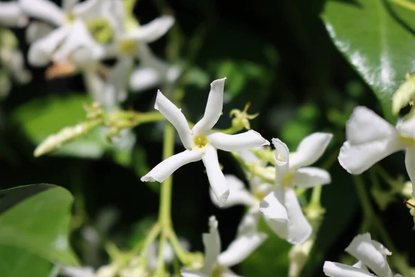 Primo Piano Fiori Bianchi Gelsomino Stella Rampicante Sfondo Scuro Giardino — Foto Stock