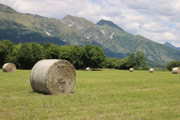 Klippt Äng Med Många Höbalar Sommaren Den Italienska Landsbygden Jordbruksfält — Stockfoto
