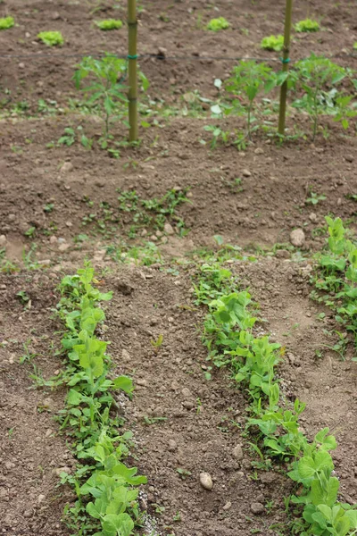 Groentetuin Met Groene Bonen Tomatenplant Vroege Zomer — Stockfoto