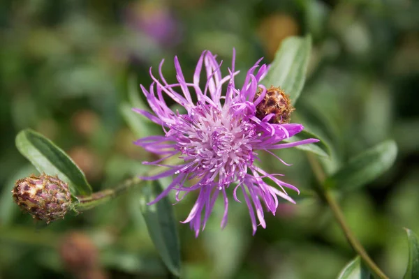 Centaurea Purple Wild Flower Garden Cornflower Meadow — Stock Photo, Image