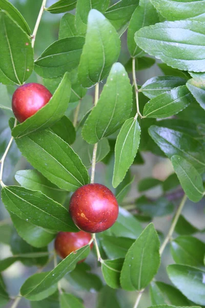 Jujube tree branch with ripe brown fruits. Ziziphus jujuba