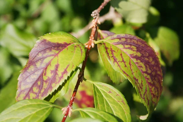 Forsythia Bokor Ősszel Piros Folt Egy Zöld Levél — Stock Fotó