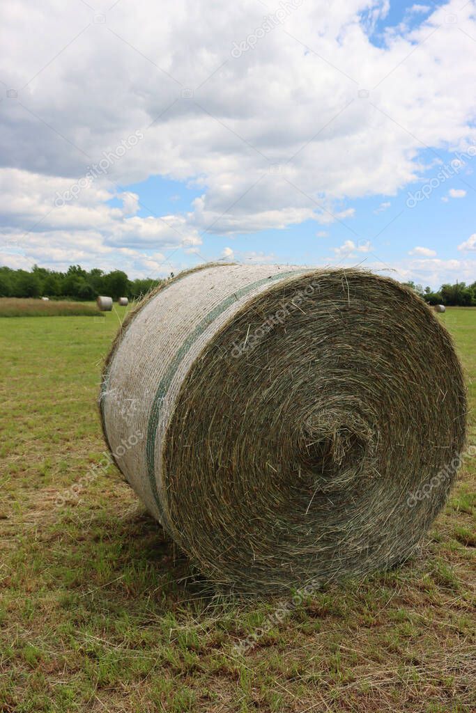 Mowed meadow with many hay bales on summer in the italian countryside. Agricultural field with blue sky