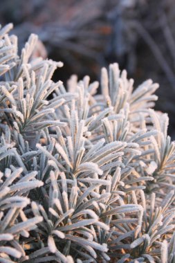 Kış bahçesindeki lavanta çalılığında buz. Lavandula