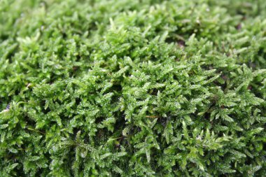 Yeşil yosunlara yakın çekim. Seçici odaklı yosun arkaplanı