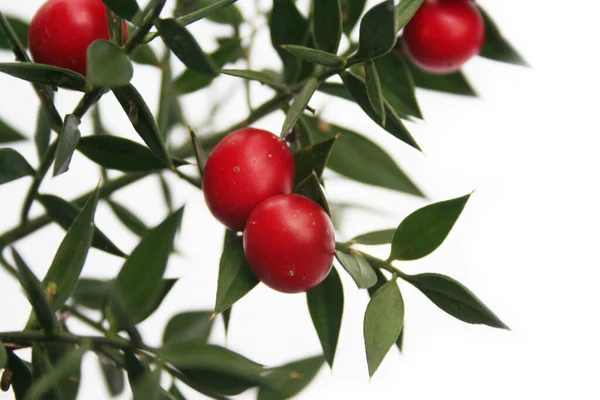 Butcher Broom Branch Ripe Red Berries Isolated White Background Ruscus — Stock Photo, Image