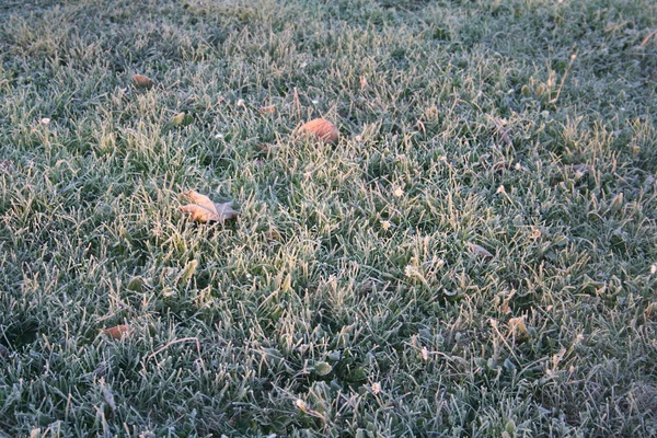 Froid Sur Herbe Verte Les Feuilles Séchées Dans Jardin Hiver — Photo