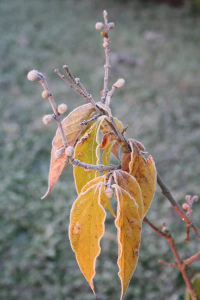 Frost Bei Chimonanthus Praecox Oder Calycanthus Garten Wintersüßer Strauch Winter — Stockfoto