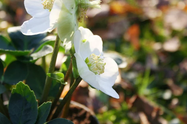 ヘレボアやクリスマスは冬の庭で育ちました 白い花と花で咲くHellebore植物 — ストック写真