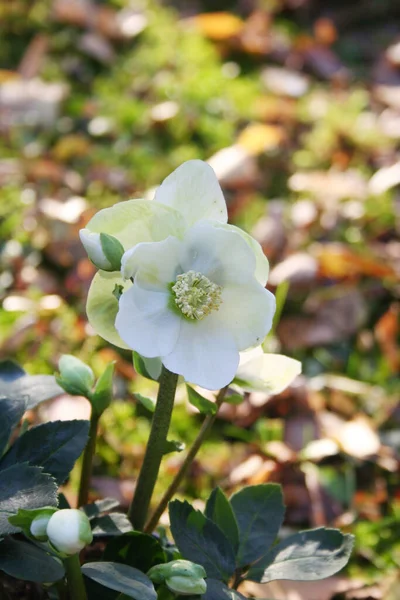 Hellebore Christmas Rose Winter Garden Hellebore Plant Bloom White Flowers — Stock Photo, Image