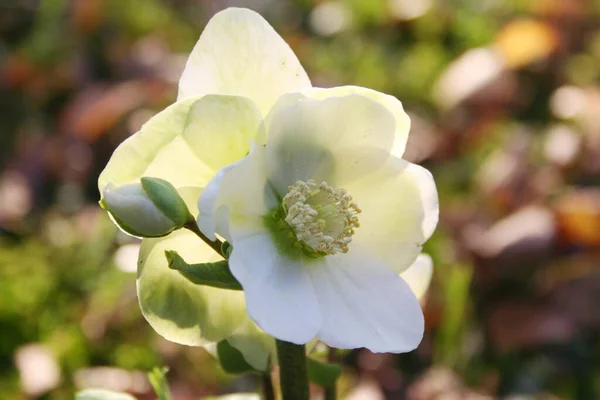Hellebore Christmas Rose Winter Garden Hellebore Plant Bloom White Flowers — Stock Photo, Image