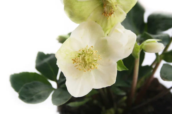 Hellebore Kerstroos Geïsoleerd Witte Achtergrond Hellebore Plant Bloei Met Witte — Stockfoto