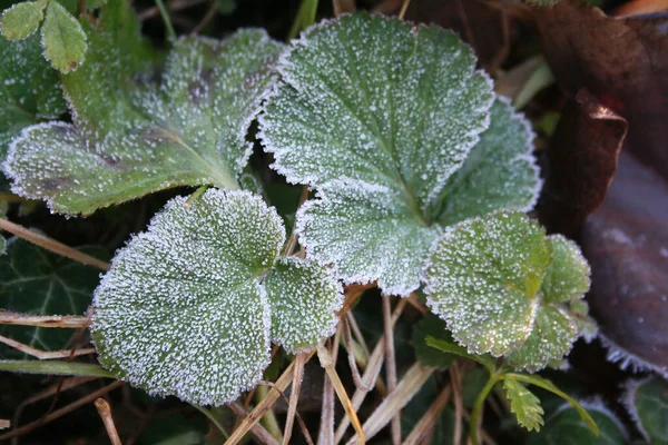 Gelo Sulle Foglie Verdi Giardino Sfondo Invernale — Foto Stock
