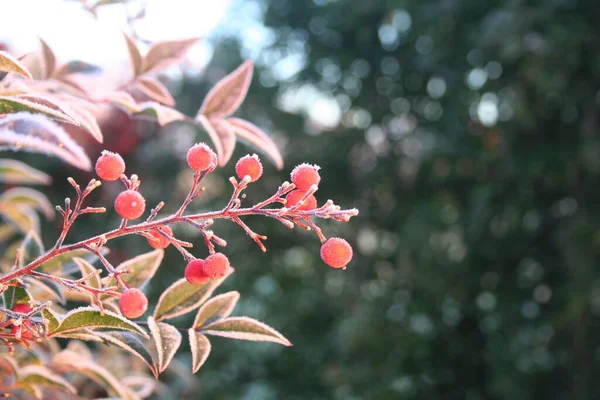 熟した赤い果実を持つ天竹の霜 冬にナンディナ国産ブッシュ 選択的焦点でクリスマスや冬の背景 — ストック写真