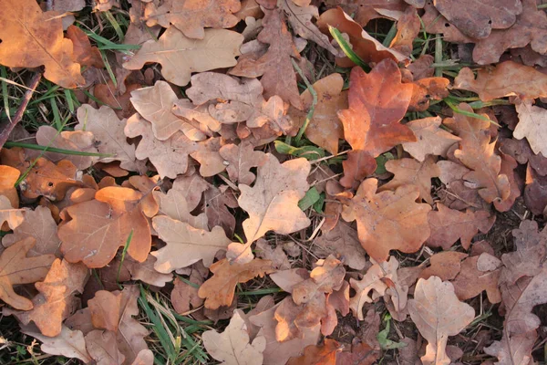 Sucho Hnědé Dubové Listy Padající Zelenou Trávu Stromech Podzimní Pozadí — Stock fotografie