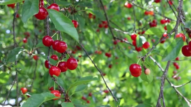 Bouquet Rouge Mûr Cerises Acides Sur Branche Dans Verger Été — Video