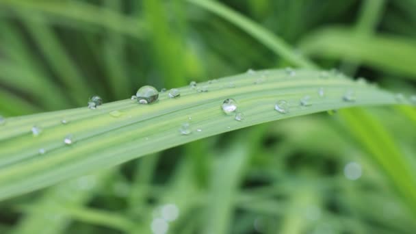 Gotas Agua Sobre Hojas Verdes Fondo Hojas Frescas Sobre Enfoque — Vídeos de Stock