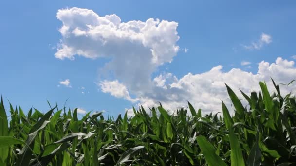 Plantas Maíz Verde Creciendo Campo Día Invierno Contra Cielo Azul — Vídeos de Stock