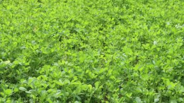 Yeşil Alfalfa bitkileri güneşli bir günde tarlada yetişiyor. İlaç sativa tarımsal alan