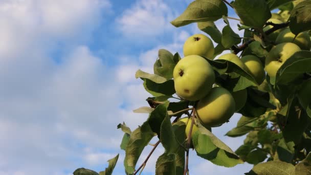 青い空に対して果樹園の枝にフラムベリー熟した緑のリンゴ サンピーター リンゴとも — ストック動画