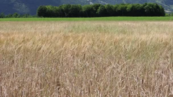 Groene Gele Tarwe Oren Het Veld Zonnige Dag Agrituraal Tarweveld — Stockvideo