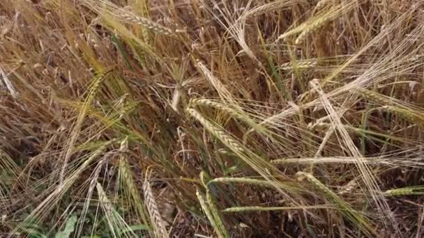 Orelhas Trigo Verde Amarelo Campo Dia Ensolarado Campo Trigo Agricutlural — Vídeo de Stock