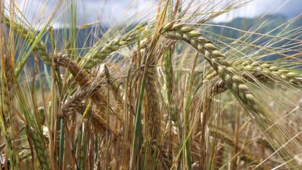 Зелені Жовті Вуха Пшениці Полі Сонячний День Аграрному Полі Пшениці — стокове відео