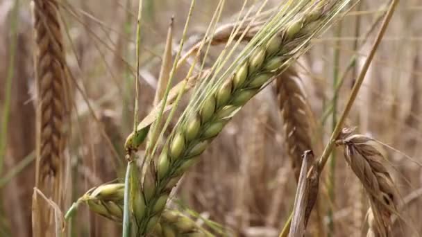 Green Yellow Wheat Ears Field Sunny Day Agricutlural Wheat Field — Stock Video