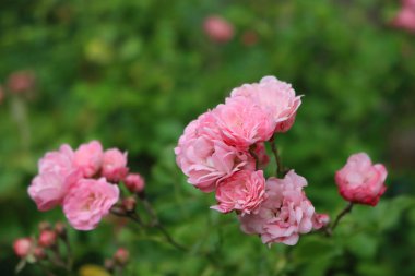 Bahçedeki çalıların üzerindeki güzel pembe güllerin yakın çekimi