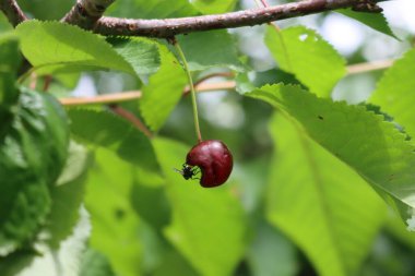 Olgun bir meyvenin üzerindeki Calliphora kusma böceği. Kara sinek meyve bahçesinde kırmızı bir vişne meyvesi yiyor.