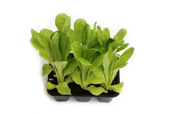 Zöld Saláta Vagy Cikórianövények Fehér Alapon Izolált Átültethető Fekete Edényben — Stock Fotó