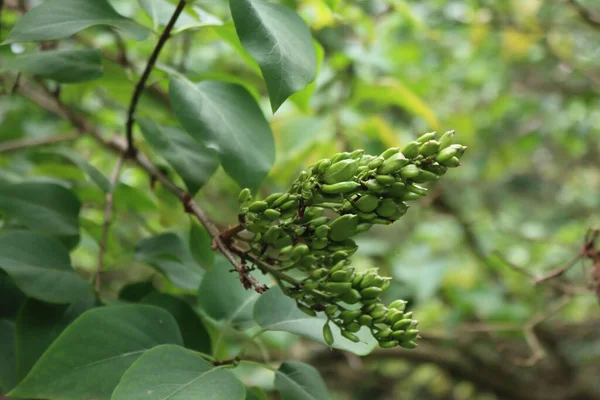 Primer Plano Flores Lila Descoloridas Con Semillas Jardín Verano — Foto de Stock