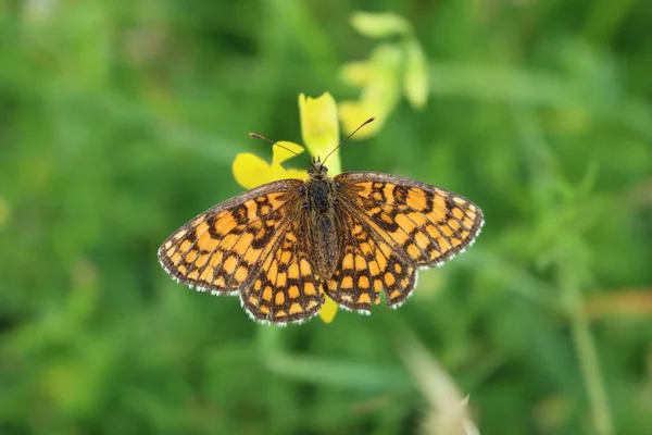 Brown Orange False Heath Fritillary Butterfly Yellow Flower Melitaea Diamina — Stock Photo, Image