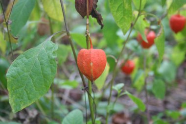 Çin Physalis alkekengi. Bitkiden sarkan turuncu alkengi fenerleri